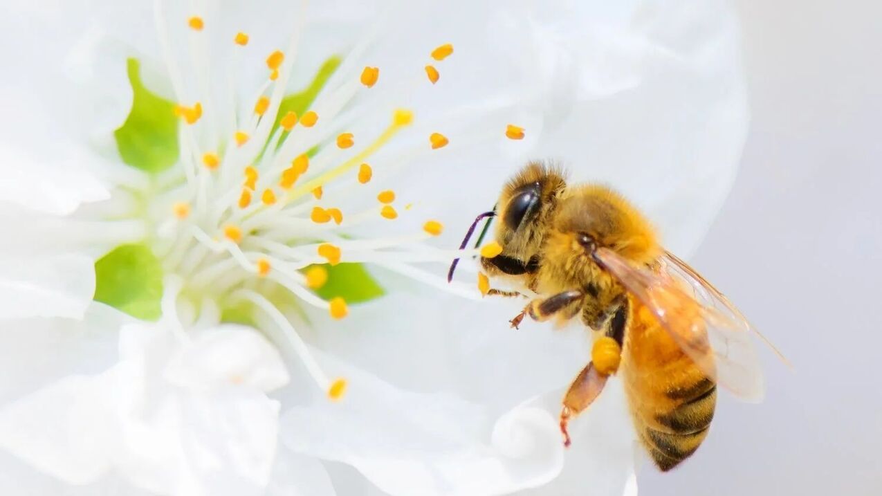 varpos padidėjimas su bičių įgėlimu