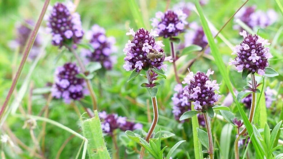 čiobrelių žolė varpos didinimui